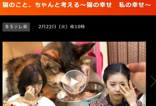 猫のことちゃんと考える