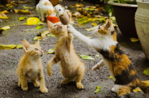 かわいい猫たち